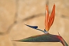 Bird_of_Paradise_Flower